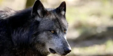 Arka-Sokaklar8217da-Kurtlar-Vadisi-Esintisi-21-Yil-Sonra-Sok-Gonderme-featured