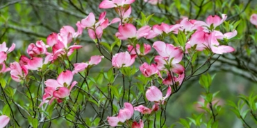 Kizilcik-Serbeti-125.-Bolum-Elif8217in-Iddiasi-Aileleri-Birbirine-Katiyor-featured