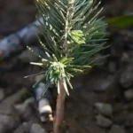 FB_IMG_1773080366347