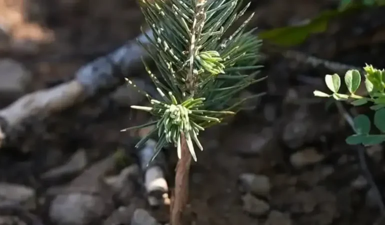 FB_IMG_1773080366347