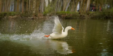 Kathryn-Hahn-Tangled-Live-Action-Filminde-Mother-Gothel-Oldu-featured