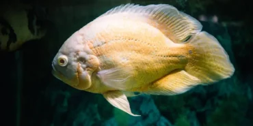 Kylie-Jenner-ve-Timothee-Chalamet-Oscar-Torenine-Damga-Vurdu-featured