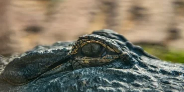 Nihan-Buruk8217un-8220Dinozor8221-Gondermeli-Okan-Buruk-Paylasimi-Gundemde-featured