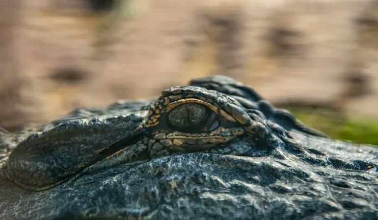 Nihan Buruk’un “Dinozor” Göndermeli Okan Buruk Paylaşımı Gündemde
