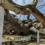 images - 2026-03-08T235554.986