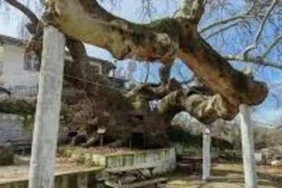 images - 2026-03-08T235554.986