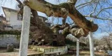 images - 2026-03-08T235554.986