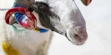 2026 Kurban Bayramı Tarihleri Belli Oldu