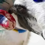 2026 Kurban Bayramı Tarihleri Belli Oldumu