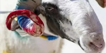 2026 Kurban Bayramı Tarihleri Belli Oldumu