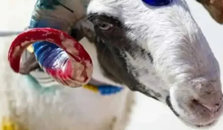 2026 Kurban Bayramı Tarihleri Belli Oldu mu? Diyanet Takvimi Tatil Planı Yapanları Heyecanlandırdı