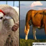 2026 Kurbanlık fiyatları