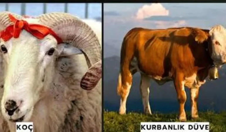 2026 Kurbanlık fiyatları: Küçükbaş ve büyükbaş güncel liste
