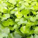 Dünyanın En Sağlıklı Besini Seçildi