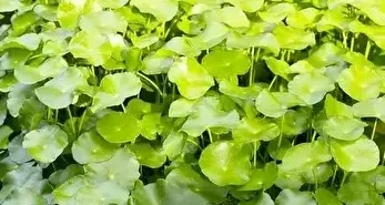 Dünyanın En Sağlıklı Besini Seçildi