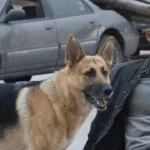 I Am Legend 2 Müjdesi