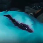 Kanuni’nin Kalbi Zigetvar’da mı