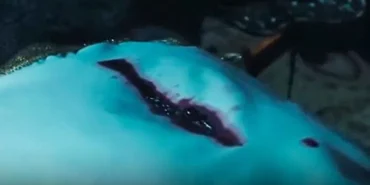 Kanuni’nin Kalbi Zigetvar’da mı