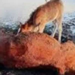 Kura Nehri'nde Duygulandıran Görüntü