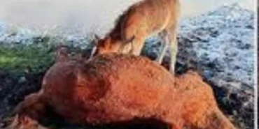 Kura Nehri'nde Duygulandıran Görüntü