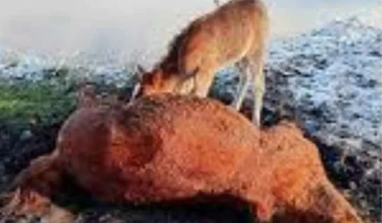 Kura Nehri’nde Duygulandıran Görüntü! Ardahanlılar Tayın Annesine Vedasını Gözyaşlarıyla İzledi