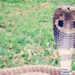 Mısır’da kobra yılanı dehşeti: Gösteri sırasında turist öldü - TV de Bugün İnternet Haberleri