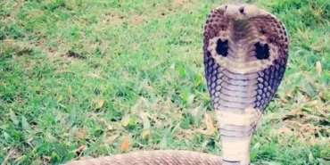 Mısır’da kobra yılanı dehşeti: Gösteri sırasında turist öldü - TV de Bugün İnternet Haberleri