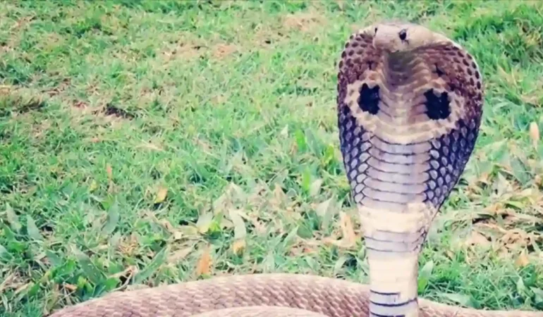 Mısır’da kobra yılanı dehşeti, Gösteri sırasında turist öldü