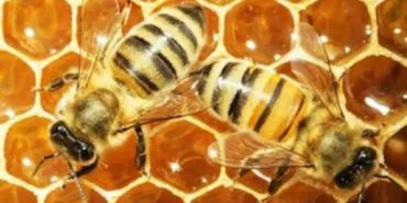 arilar-peteklerini-neden-altigen