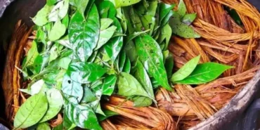 Ayahuasca çayı nedir, neden yasaklandı ve nerede satılıyor?