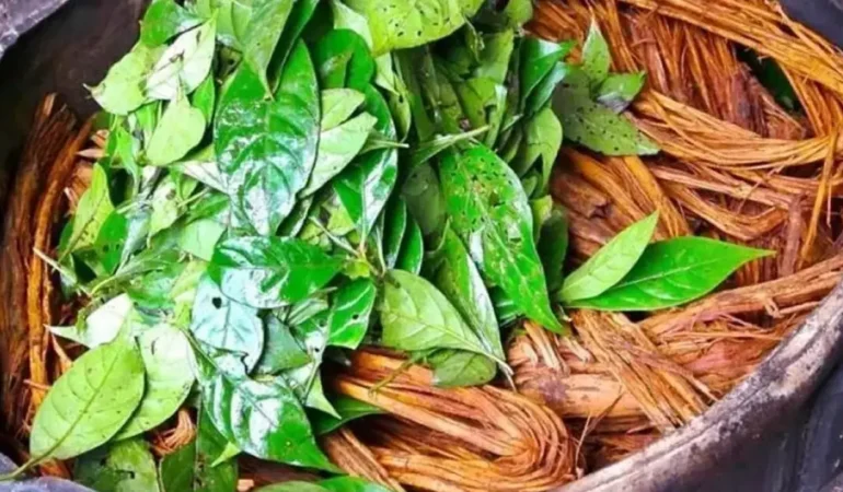 Ayahuasca çayı nedir, neden yasaklandı ve nerede satılıyor?