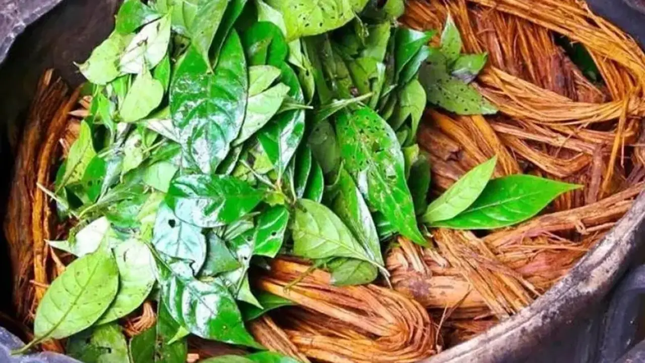 Ayahuasca çayı nedir, neden yasaklandı ve nerede satılıyor?