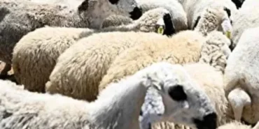 Kurbanlık piyasası hareketlendi: 2024 güncel kurban fiyatları