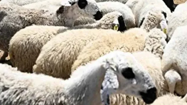 Kurbanlık piyasası hareketlendi: 2024 güncel kurban fiyatları