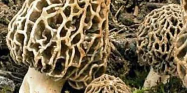 kuzugobegi-mantari-neden-pahali-