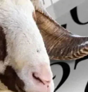 Kurban Bayramı Hava Durumu: İl İl Sıcaklık Tahminleri ve Veriler - TV de Bugün İnternet Haberleri
