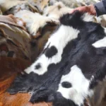 Kurban-Derileri-Deri-Sektorune-Milyarlarca-Dolarlik-Can-Suyu-Oluyor-featured