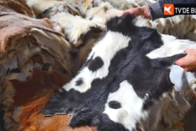 Kurban-Derileri-Deri-Sektorune-Milyarlarca-Dolarlik-Can-Suyu-Oluyor-featured