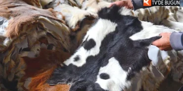 Kurban-Derileri-Deri-Sektorune-Milyarlarca-Dolarlik-Can-Suyu-Oluyor-featured