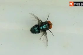 ABD'de Et Yiyen Kurtçuk Vakası Mı Görüldü? İşte Tüm Detaylar!