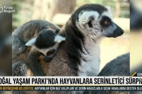 CHP Menderes'te Grup Başkanvekilin'den istifa 1 thumbnail