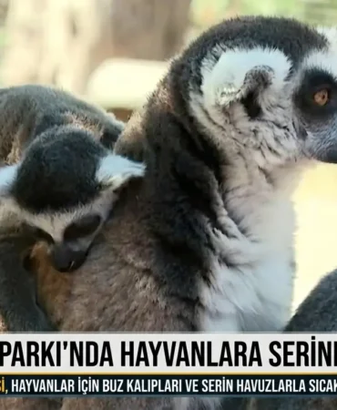 Doğal Yaşam Parkı'nda hayvanlara serinletici sürpriz 3 1784815675563