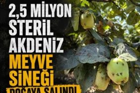 Menderes8217te-Akdeniz-meyve-sinegine-karsi-25-milyon-steril-salim-featured