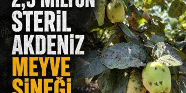 Menderes8217te-Akdeniz-meyve-sinegine-karsi-25-milyon-steril-salim-featured